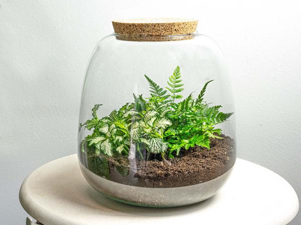 Terrario para plantas - Emma Mini - Kit de bricolaje - ↑ 20 cm - Ø 19 cm - Fittonia White Tiger