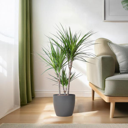 Dracaena Marginata - Drageplante - med Viber potte grå - ↕95cm - Ø21cm