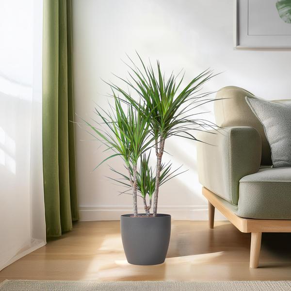 Dracaena Marginata - met Viber pot grijs - ↕95cm - Ø21cm - Drakenplant