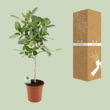 Ficus Benghalensis Petite Audrey - ↕75cm - Ø21cm