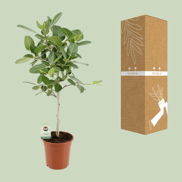 Ficus Benghalensis Petite Audrey - ↕75cm - Ø21cm