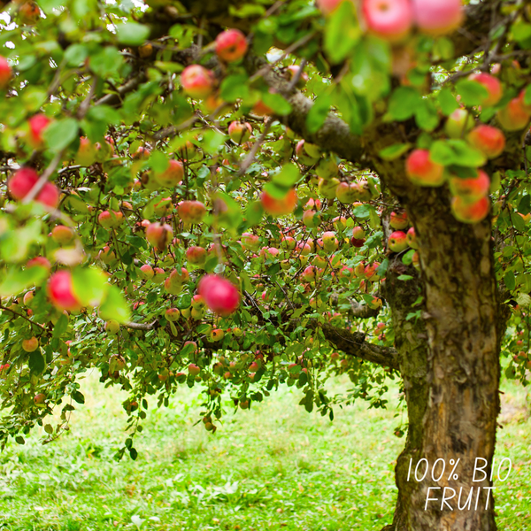 Appelboom Malus - Biologisch - 1x - ↕60cm - Ø20cm