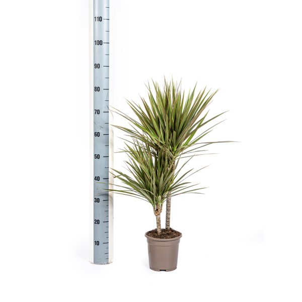 Dracaena Marginata Bicolor - ↕60cm - Ø17cm - Drakenplant