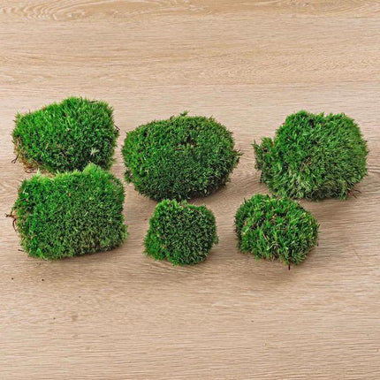 Terrarium de mousse - Mousse fraîche de qualité supérieure - 6x (2 sacs)