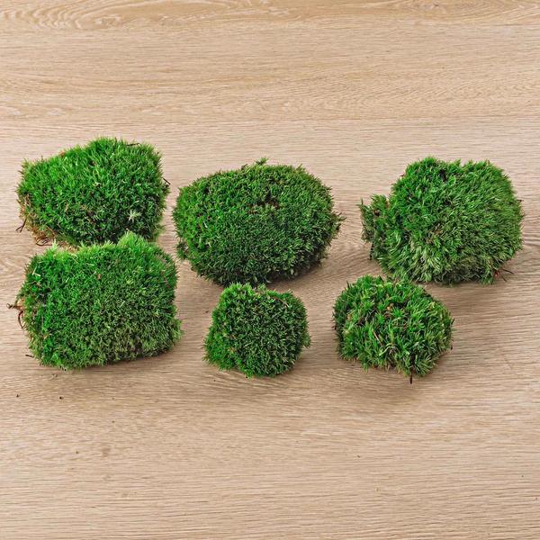 Moos-Terrarium – Premium-Frischmoos – 6 Stück (2 Beutel)