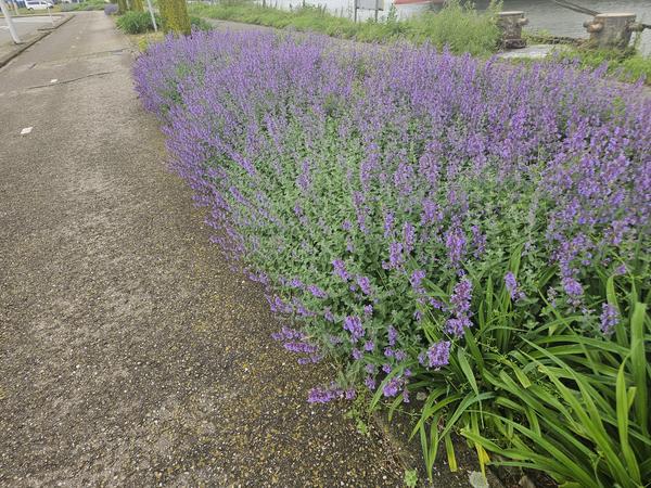 Nepeta 'Walker's Low' - Kattekruid - ↕10-25cm - Ø9cm - Borderplant - 12x