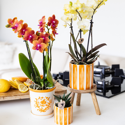 Pot Kolibri Home I Malaga - Orange - Ø9cm