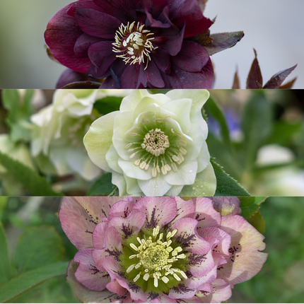 Helleborus Specials - Róża świąteczna - ↕25cm - Ø14cm - 3x