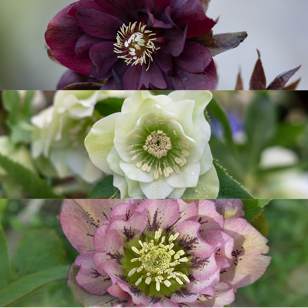 Helleborus Specials - Christmas Rose - ↕25cm - Ø14cm - 3x