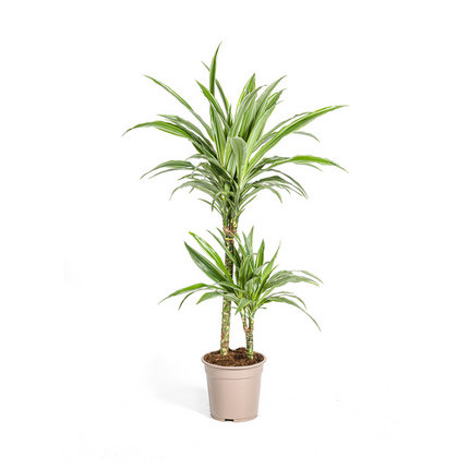 Dracaena Deremensis Hvidstribet - ↕80cm - Ø19cm