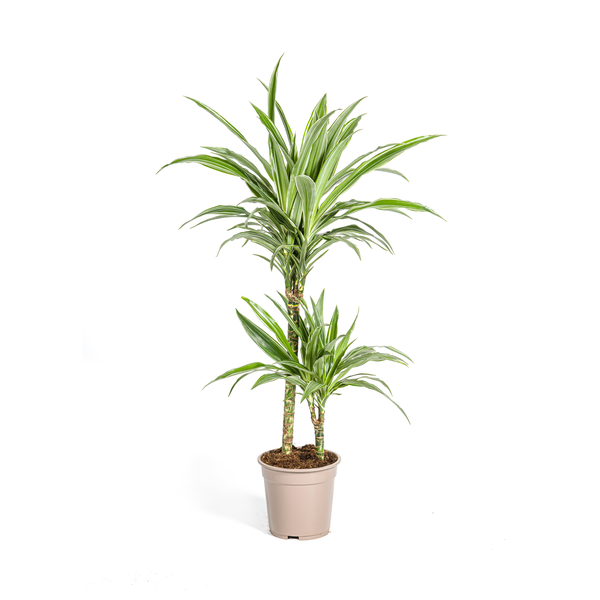 Dracaena Deremensis White Stripe - ↕80cm - Ø19cm