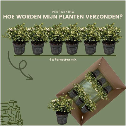 Pernettya mucronata - pearlberry white - ↕20cm - Ø12cm - 6x