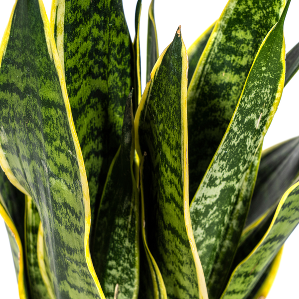 Sansevieria Trifasciata Futura Superba - Vrouwentong - ↕50-55cm - Ø17cm