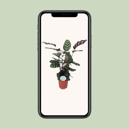 Calathea Makoyana - ↕70cm - Ø21cm