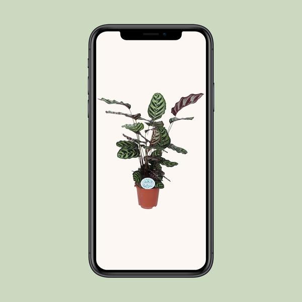 Calathea Makoyana - ↕70cm - Ø21cm