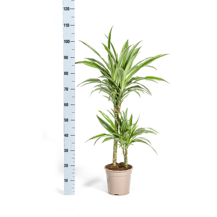 Dracaena Deremensis Hvidstribet - ↕80cm - Ø19cm