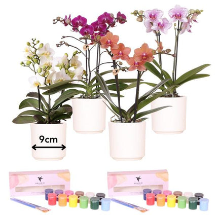 Kolibri Creatives | Kit de peinture pour décorer 4 pots de fleurs et orchidées | Pour 4 personnes | Débutant