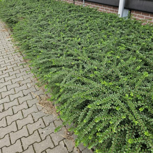 Lonicera Nitida 'Maigrün' - Kamperfoelie - ↕10-25cm - Ø9cm - Borderplant - 6x