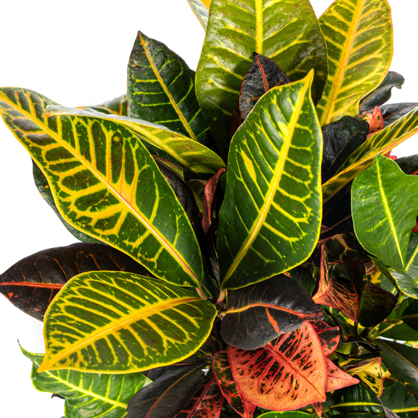 Codiaeum 'Croton' Petra - ↕50cm - Ø17cm