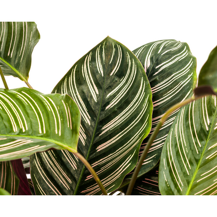 Calathea Ornata Sanderiana - ↕70cm - Ø27cm