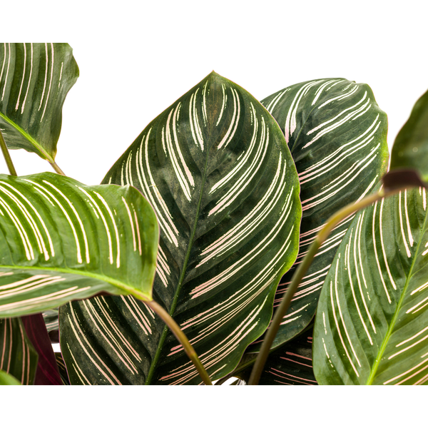 Calathea Ornata Sanderiana - ↕70cm - Ø27cm