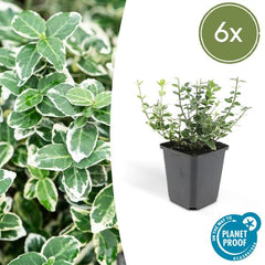 Collection image for: Cardinale giapponese (Euonymus Fortunei)