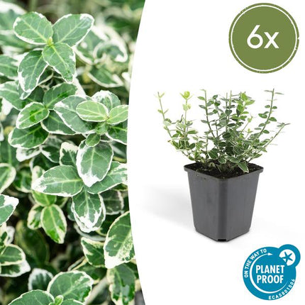 Euonymus 'Emerald 'n Gaity' – Japanischer Kardinalshut – ↕10–25 cm – Ø9 cm – Bodendecker – 6 Stück