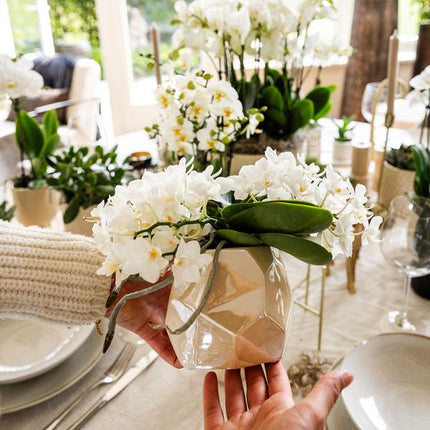 Set of plants + decorative pots for dinner table setting - Ø9cm & Ø6cm | flowering houseplants