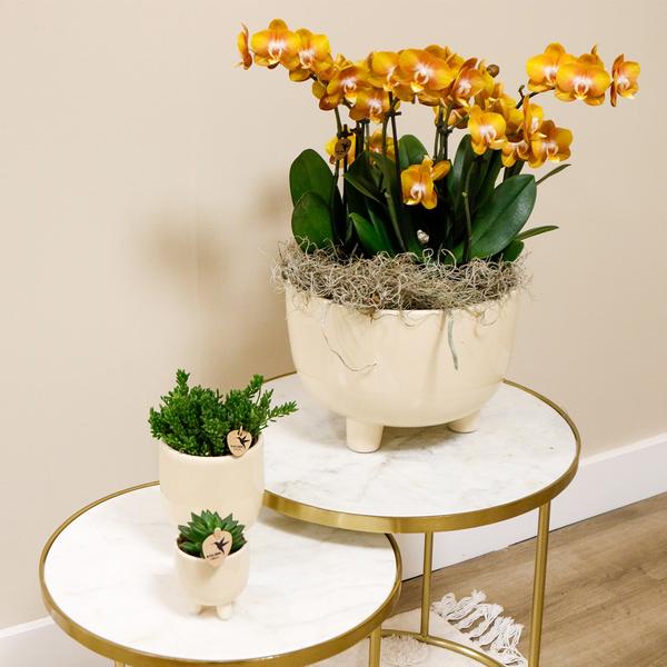 Oranje plantenset in Gummy dish incl. waterreservoir - Drie oranje orchideeën | Mono Bouquet oranje met zelfvoorzienend waterreservoir