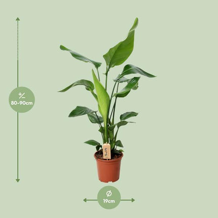 Strelitzia Nicolai - Paradijsvogelplant - ↕90cm - Ø19cm