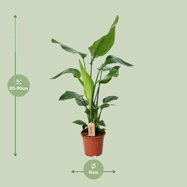 Strelitzia Nicolai - Paradijsvogelplant - ↕90cm - Ø19cm