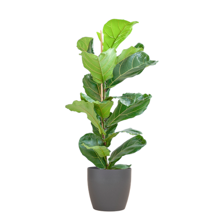 Ficus Lyrata med Viber potte grå - ↕80cm - Ø21
