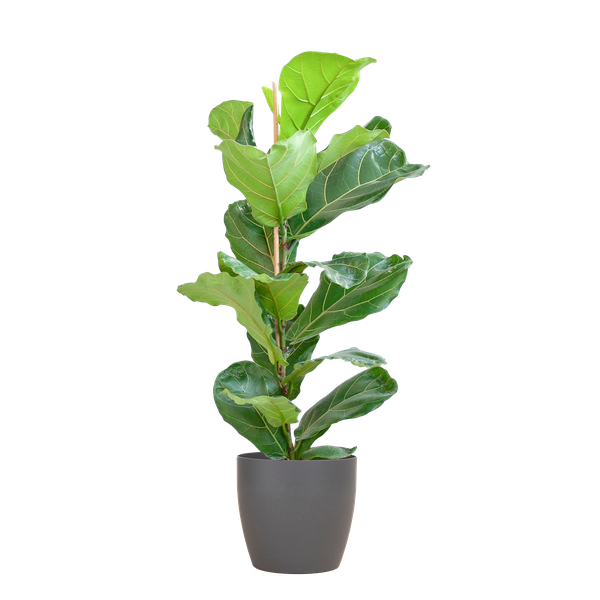 Ficus Lyrata met Viber pot grijs - ↕80cm - Ø21