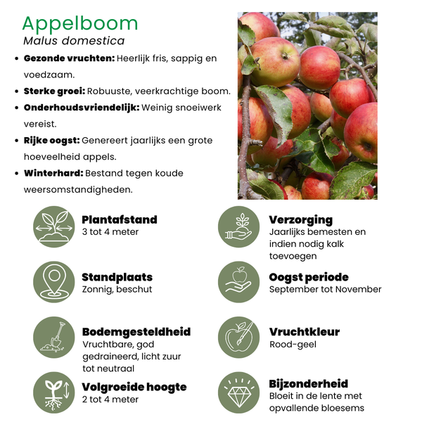 Fruitbomen Biologisch - Appel, Peer, Kers en Pruim - ↕60cm - Ø20cm - 4x