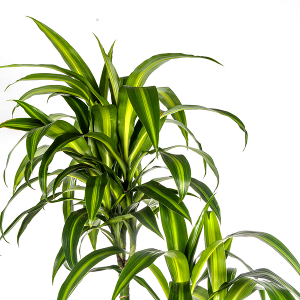 Dracaena Deremensis Hawaiian Sunshine - ↕180cm - Ø27cm