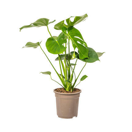 Monstera Deliciosa Tauerii - ↕80cm - Ø19cm - Hole plant