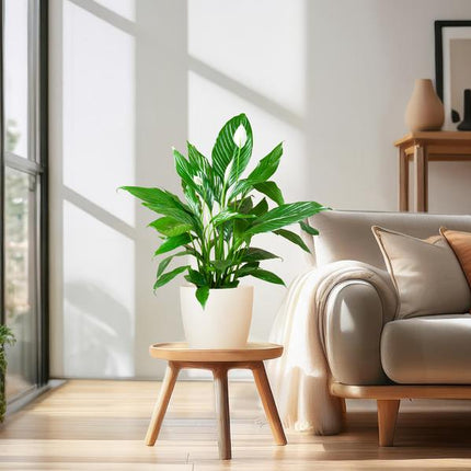 Spathiphyllum with Viber white - Peace Lily - ↕80cm - Ø21cm