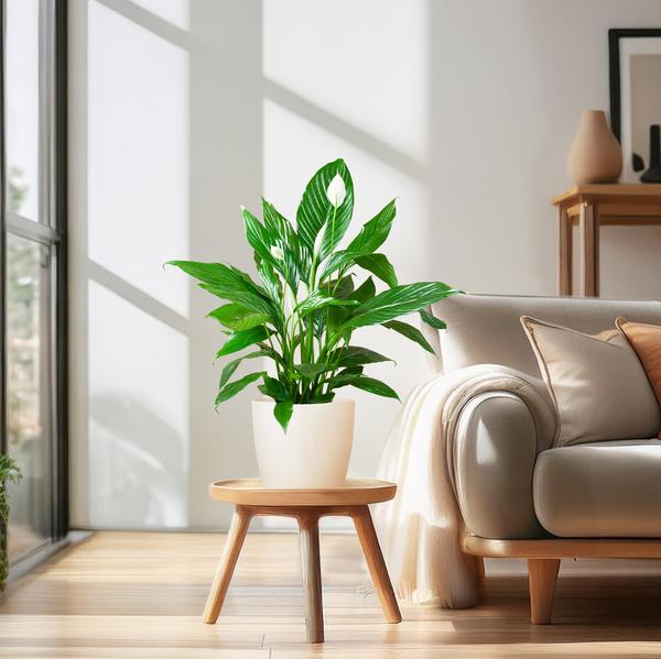 Spathiphyllum avec Viber blanc - Lys de la paix - ↕80cm - Ø21cm