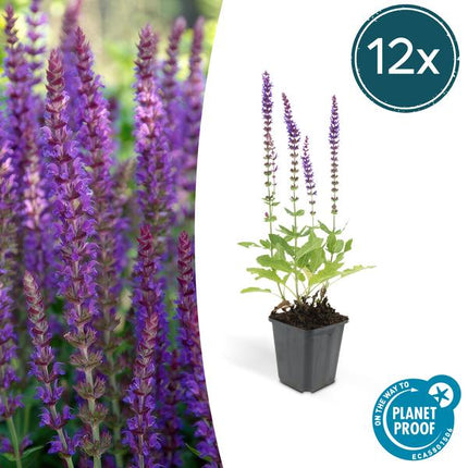 Salvia Nemorosa 'Ostfriesland' - Waldsalbei - ↕10-25cm - Ø9cm - Rabattenpflanze - 12x