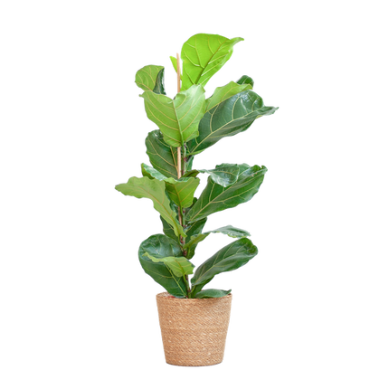 Ficus Lyrata met Mand Sofia naturel - ↕80cm - Ø21cm