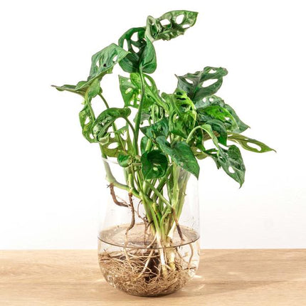Monstera in vase DIY package - Hydroponics