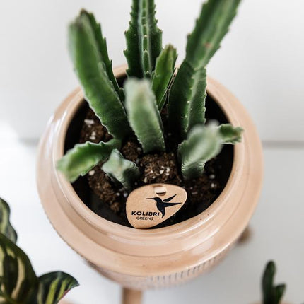 Stapelia - green houseplant - succulent - Ø9cm - Kolibri Greens