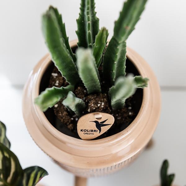Stapelia - groene kamerplant - vetplant - Ø9cm - Kolibri Greens