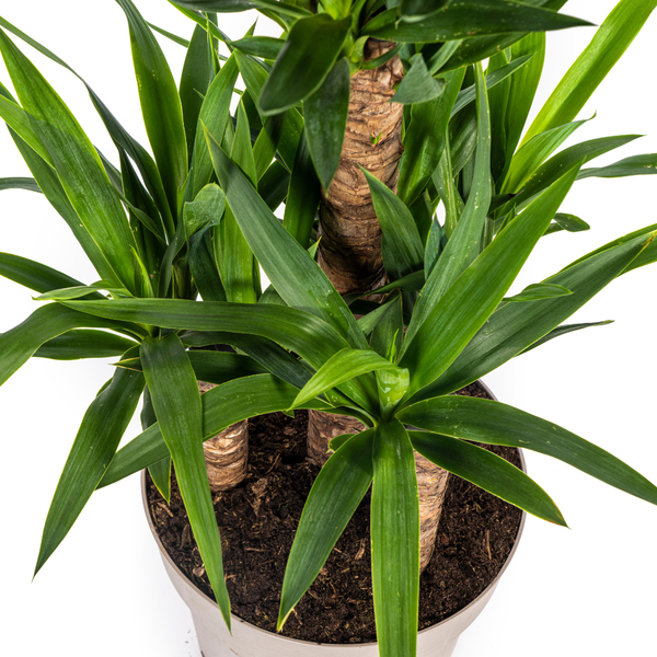 Yucca Elephantipes - ↕100cm - Ø30cm
