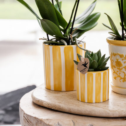 Kolibri Company | Gift set Mediterranean Sunset | Plant set with white Phalaenopsis Orchid Lausanne and Succulents incl. ceramic decorative pots