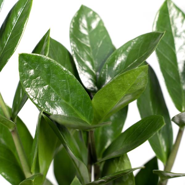 Zamioculcas - ZZ-Pflanze - ↕35cm - Ø12cm