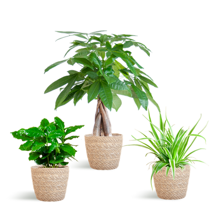 Jardinière respectueuse des animaux - Petite - avec panier Sofia Naturel - Ø12cm