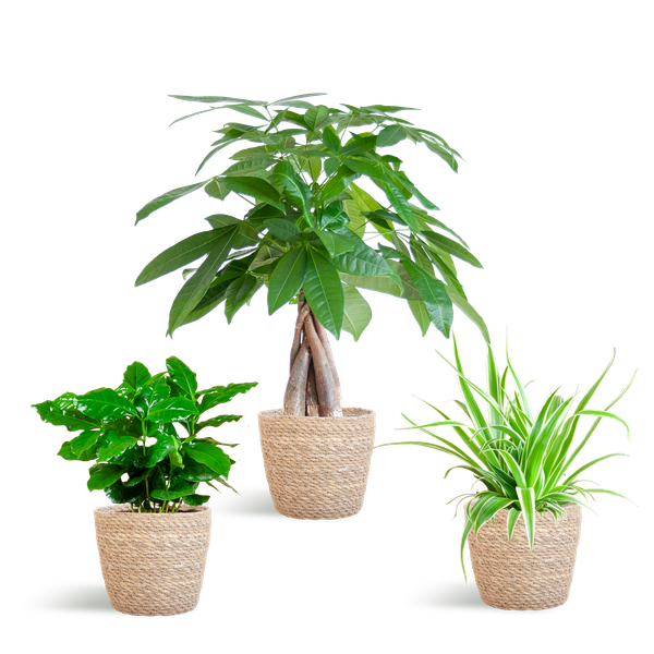 Maceta apta para mascotas - pequeña - con cesta natural Sofía - Ø12cm