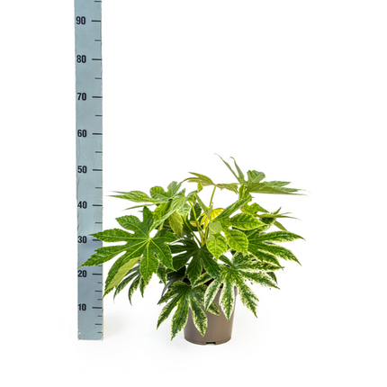 Fatsia Japonica Spider's Web - Fingerplant - ↕45cm - Ø19cm