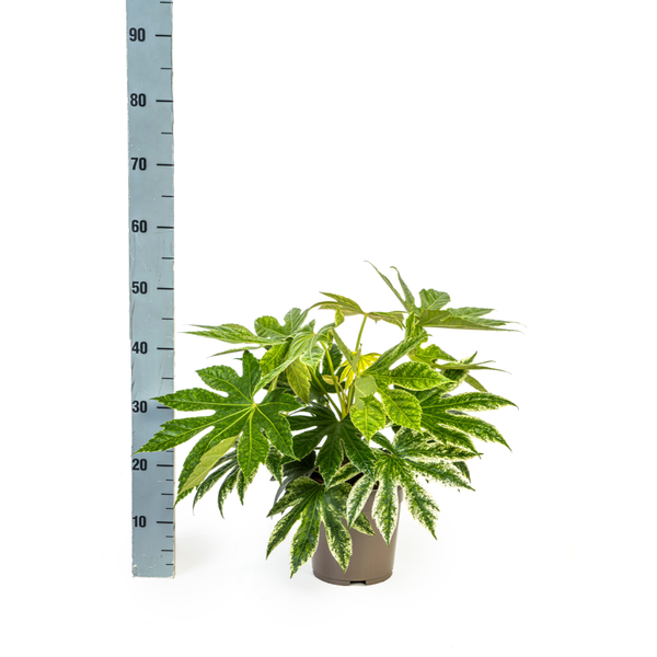 Fatsia Japonica Spider's Web - Vingerplant - ↕45cm - Ø19cm